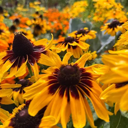 Frühstückspension Les Lupins Avec Sauna Et Petit Dejeuner Inclus 2 A 4 Personnes Geishouse