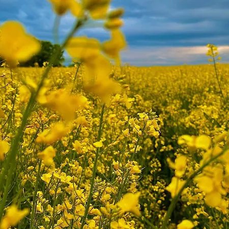 Les Lupins Avec Sauna Et Petit Dejeuner Inclus 2 A 4 Personnes Geishouse