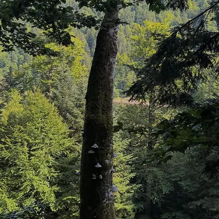 Les Lupins Avec Sauna Et Petit Dejeuner Inclus 2 A 4 Personnes Frühstückspension