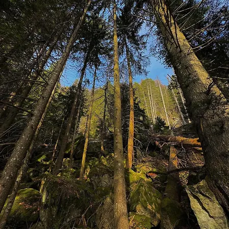 Frühstückspension Les Lupins Avec Sauna Et Petit Dejeuner Inclus 2 A 4 Personnes